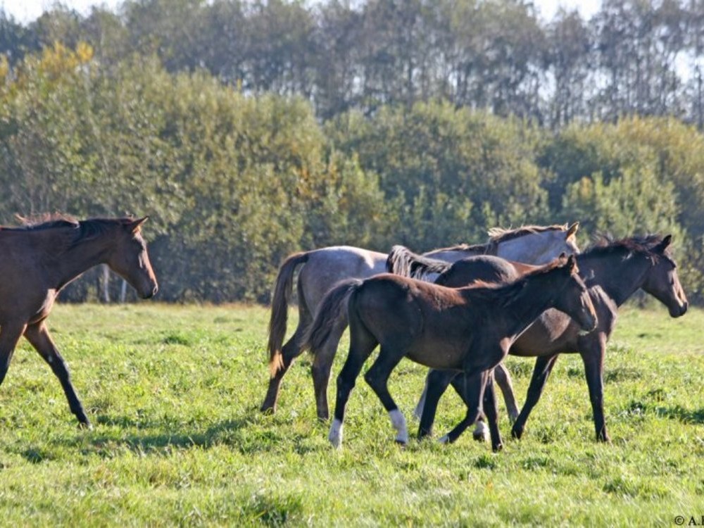 ESCURSIONI DI UN GIORNO / LETTONIA / VALMIERA