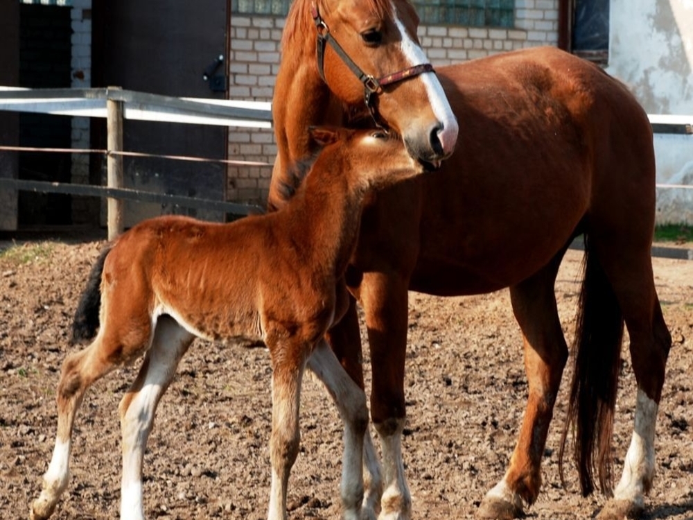 ESCURSIONI DI UN GIORNO / LETTONIA / VALMIERA