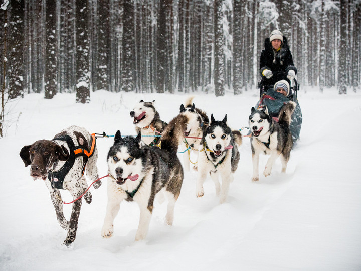 ACTIVE TOURS / LATVIA /  HUSKY DOG SLEDDING TOUR