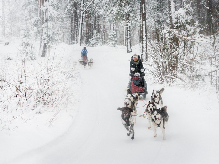 ATTIVO / LETTONIA / SAFARI CON SLITTA TRAINATA DAI CANI HUSKY